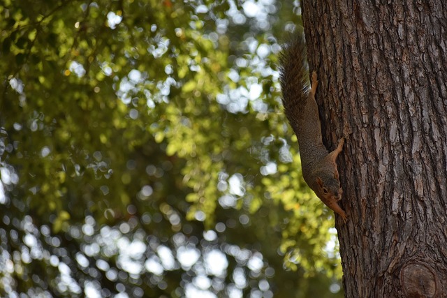 兰足球注入 兰足球注入